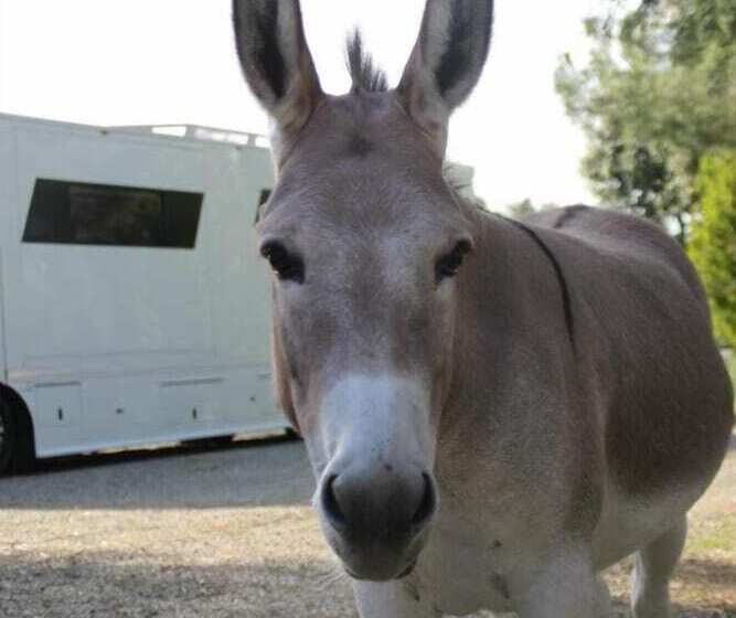 تختخواب و صبحانه Ortali Country House