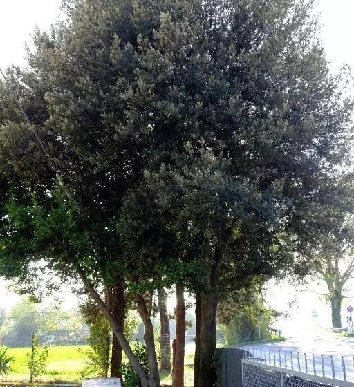 Aamiaismajoitus (B&B) Il Leccio