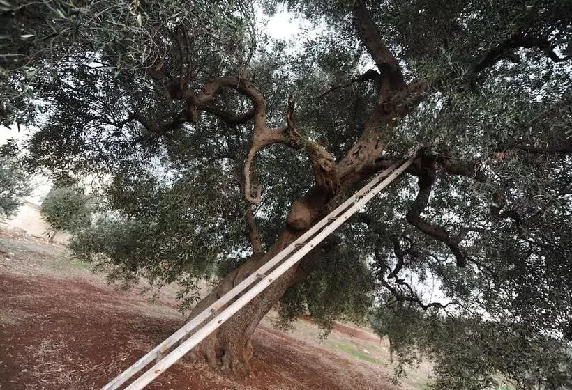 田舎風ホテル L Antico Trullo   Masseria Chiancarella
