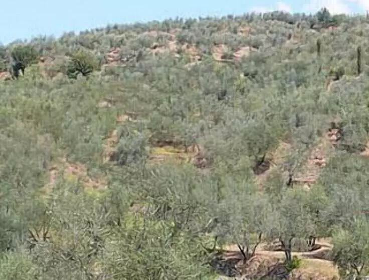 田舎風ホテル L Antico Trullo   Masseria Chiancarella