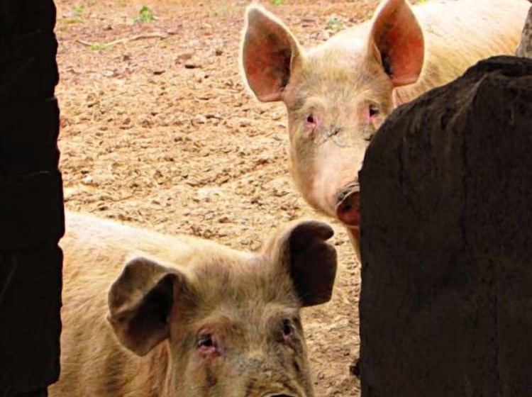 펜션 Agriturismo Pian Dei Lupi