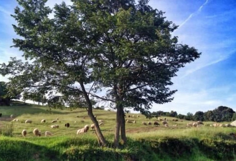 펜션 Agriturismo Pian Dei Lupi