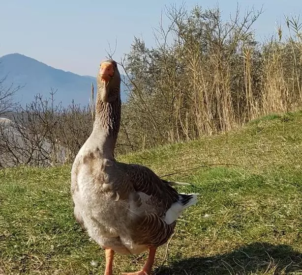 Hotel Agriturismo Il Picchio Verde
