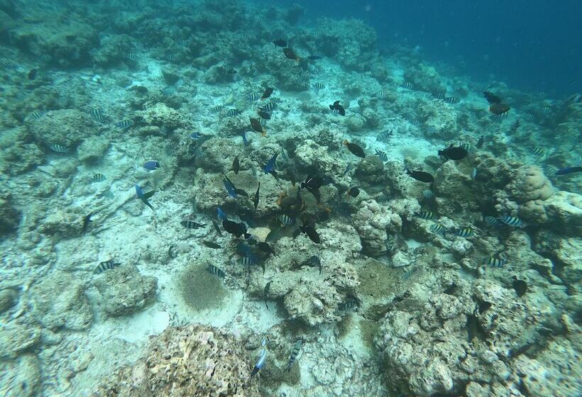 پانسیون Ilaa Beach Maldives
