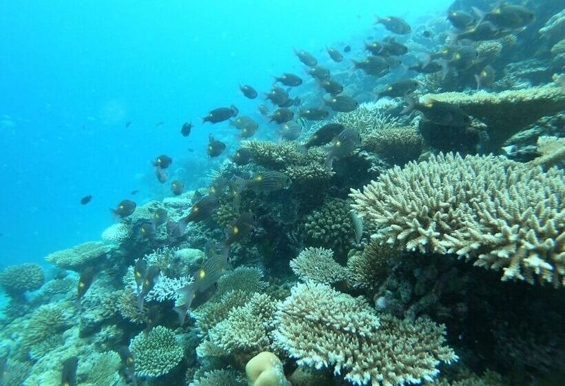پانسیون Ilaa Beach Maldives