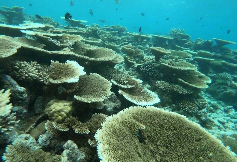 پانسیون Ilaa Beach Maldives