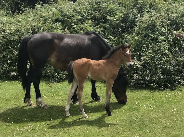 Palmerston Lodge  An Immaculate 1 Bed Barn