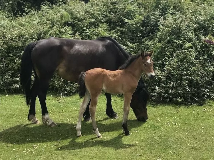 Palmerston Lodge  An Immaculate 1 Bed Barn