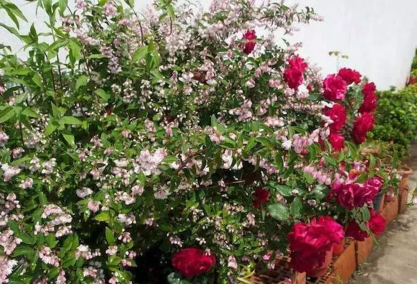 Majatalo Marika Vlachou