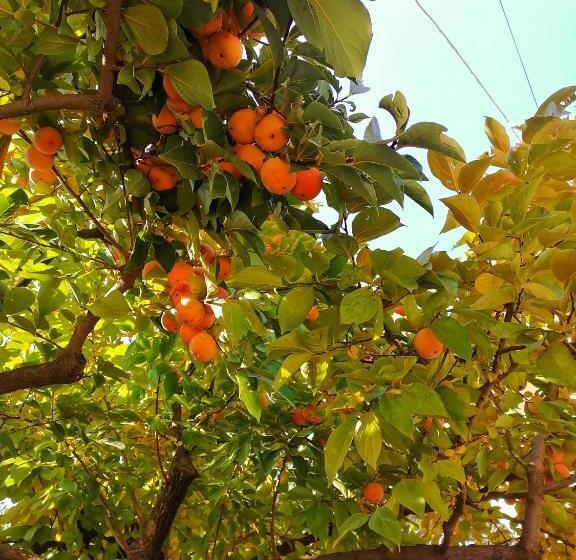 تختخواب و صبحانه Elegaya Guest House