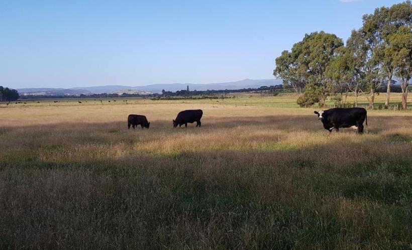 ベッドアンドブレックファースト Olinda Yarra Cottage