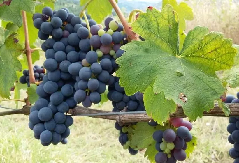 Hotelli Uvamatta