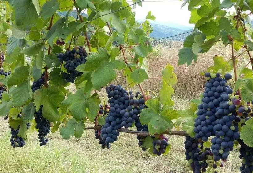 Hotelli Uvamatta