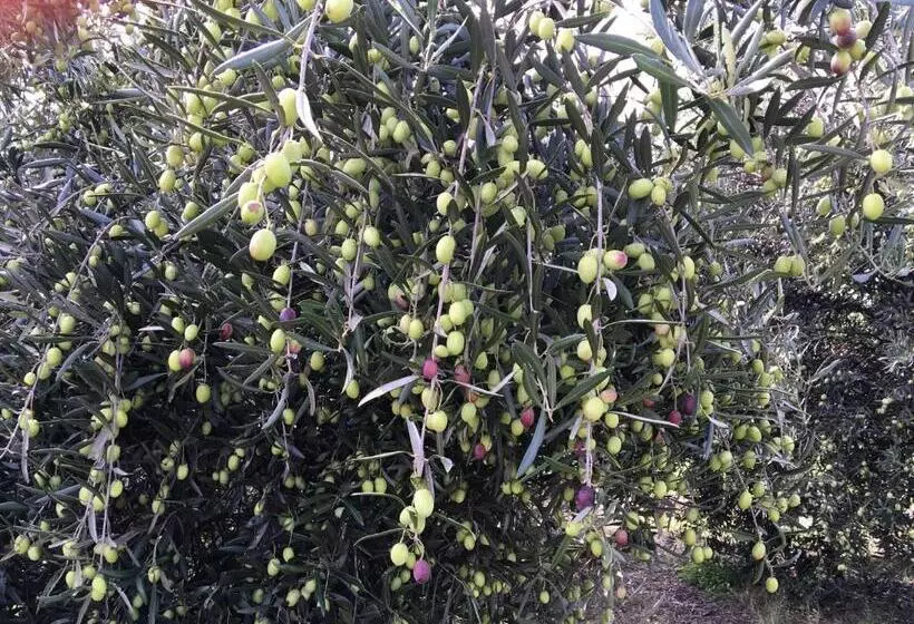 ベッドアンドブレックファースト Rickaty On Blackwood