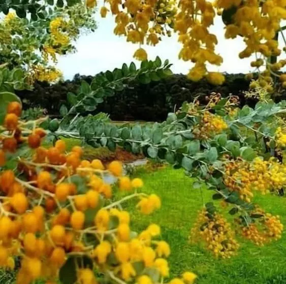 モーテル Blackwood Valley Suites