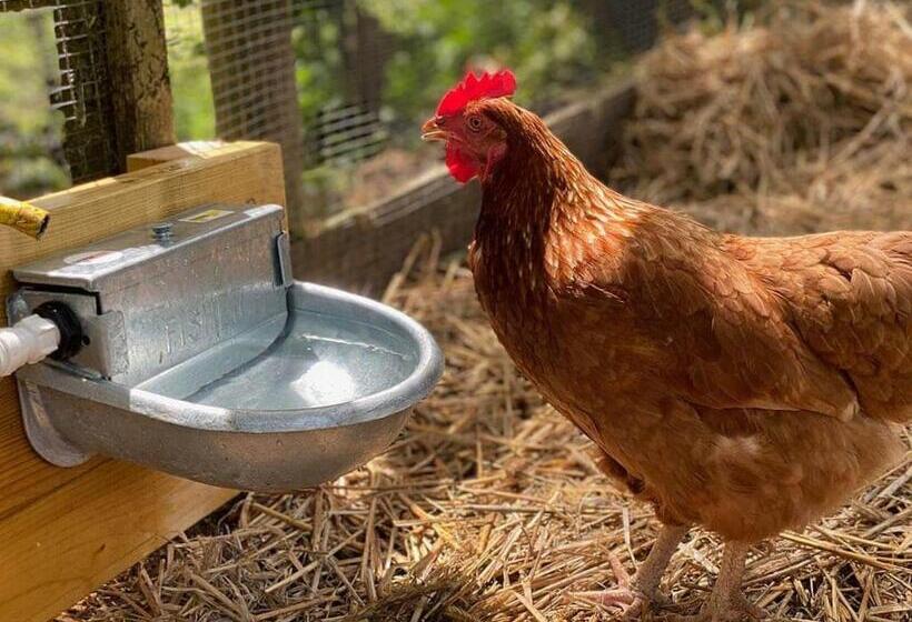 אתר נופש Ivyleaf Combe Lodges