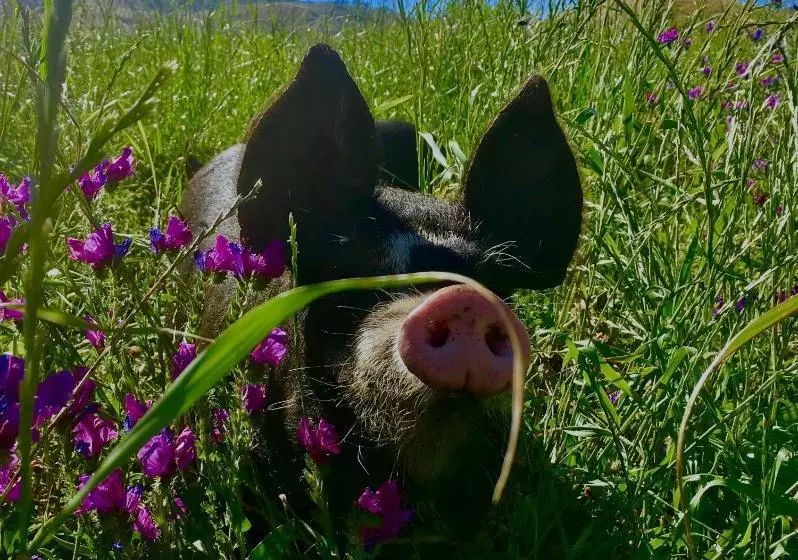 Aamiaismajoitus (B&B) Dairyman's Cottage