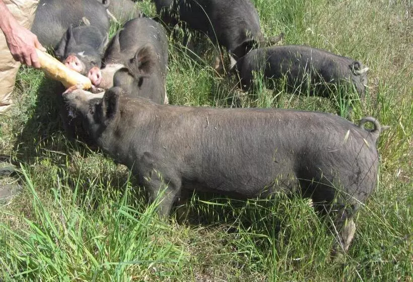 Aamiaismajoitus (B&B) Dairyman's Cottage