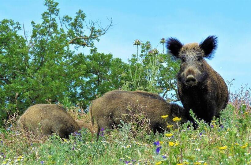 فندق Fattoria Il Duchesco