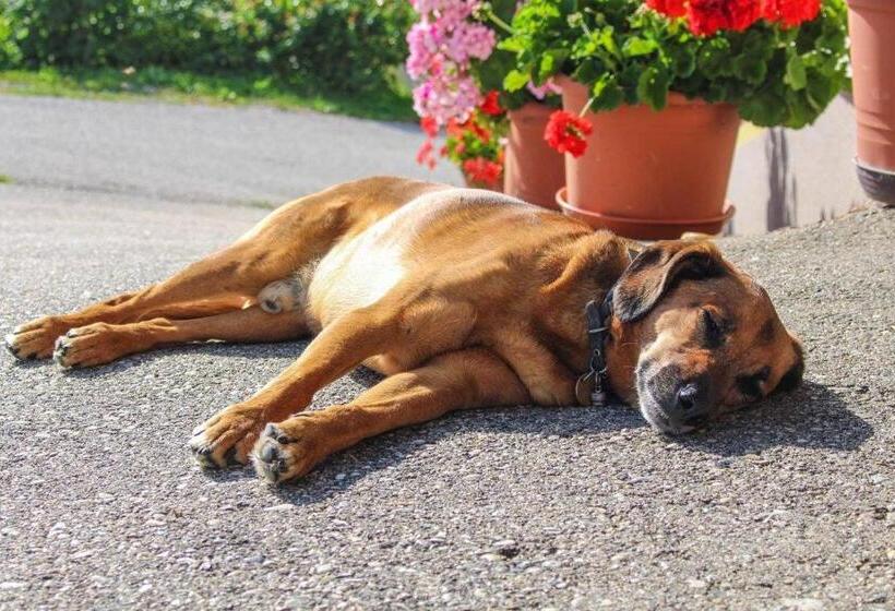 فندق Zukaunighof