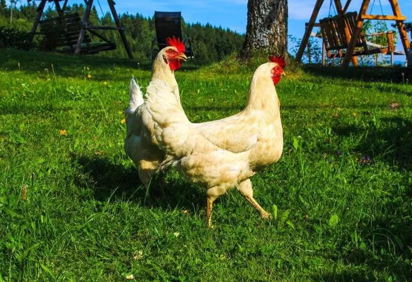 ホテル Zukaunighof