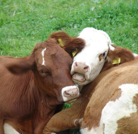 فندق Zukaunighof