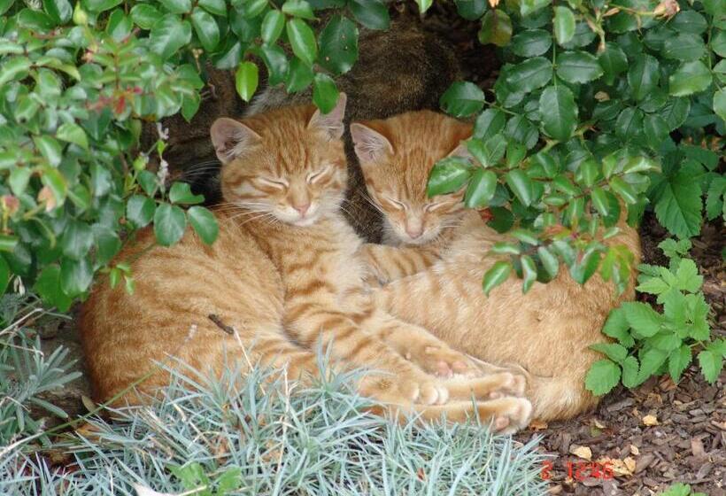 فندق Zukaunighof