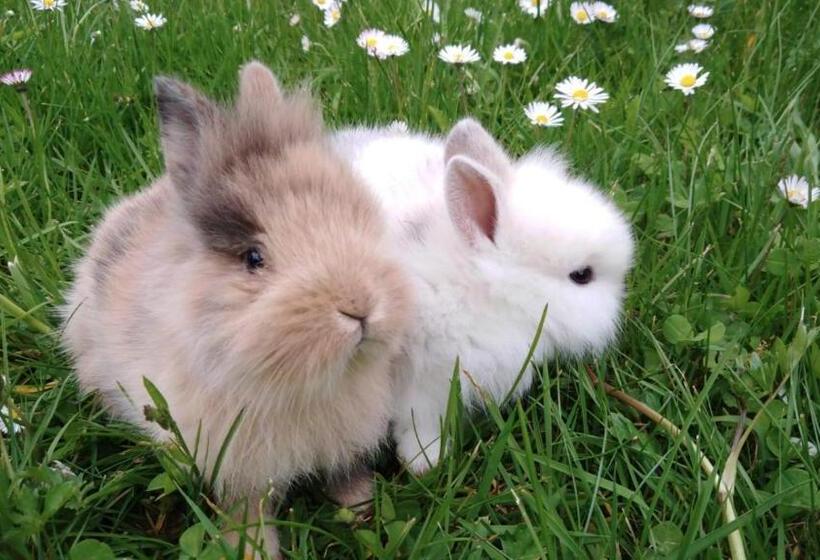 فندق Zukaunighof