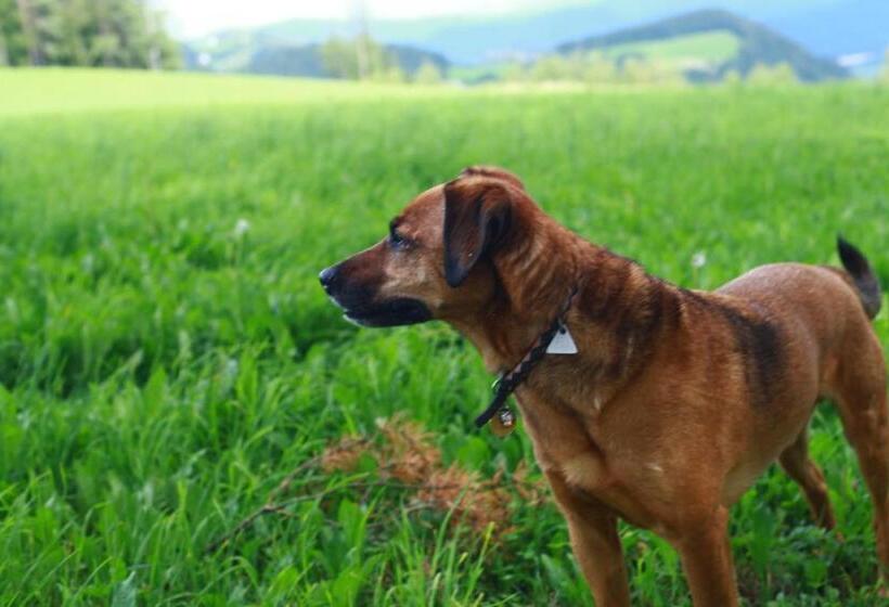 فندق Zukaunighof