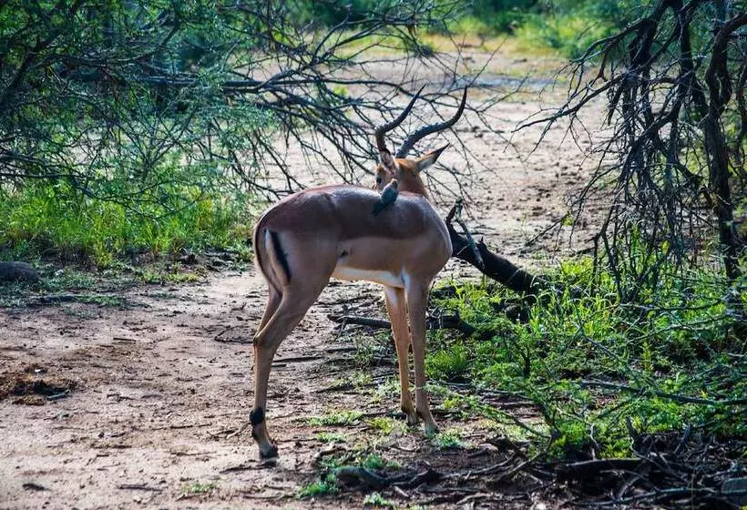 ホテル Lush Private Game Lodge