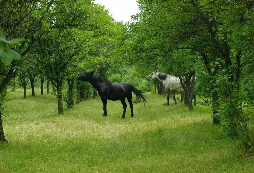 Majatalo Conacul Bunicilor