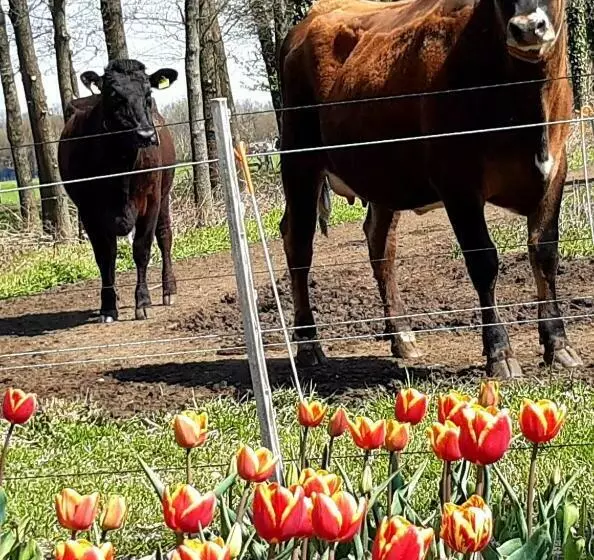 Bed And Breakfast De Volkelse Hooiberg