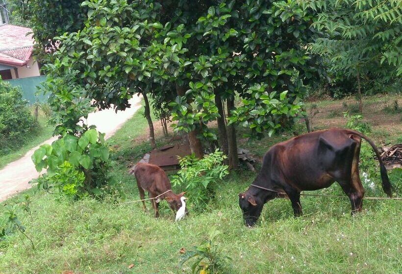 بنسيون Kinka Eco Villa