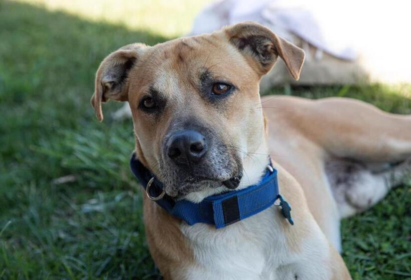 בית מלון כפרי Locanda Rurale Lu Salconi