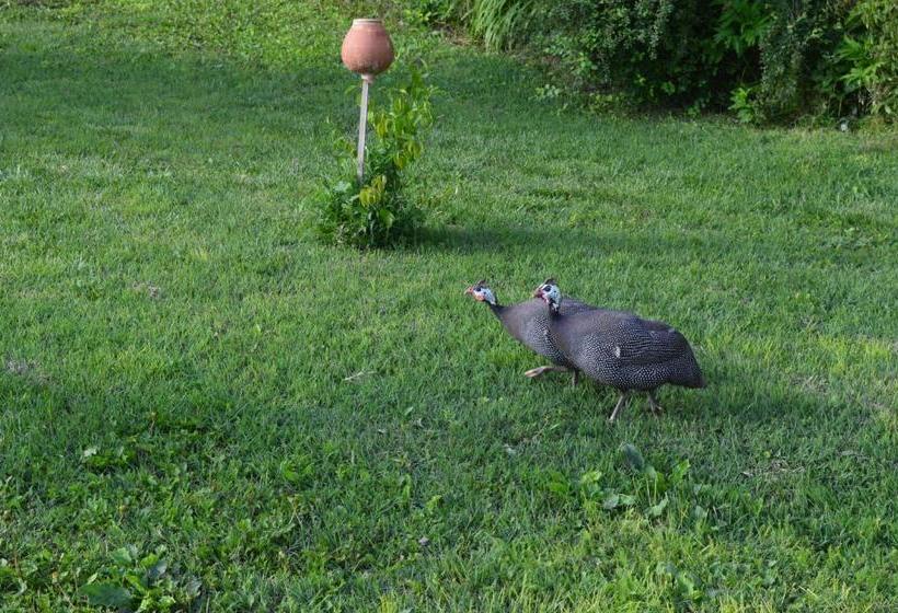 بنسيون The Old House Guest House