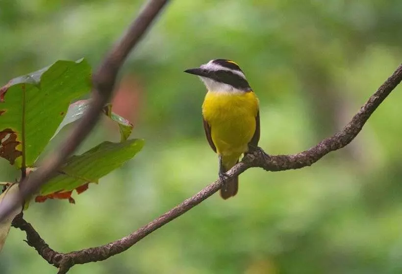 Отель Villa Lapas Jungle Village