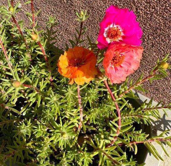 پانسیون Casa Cu Flori Corbu