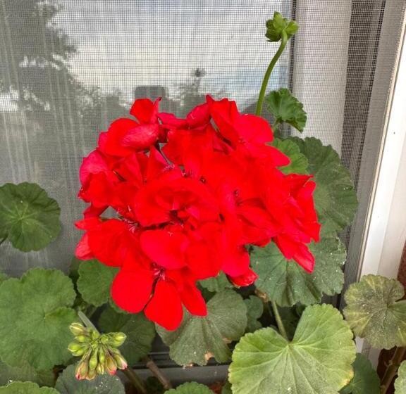 پانسیون Casa Cu Flori Corbu