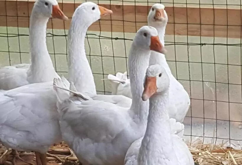 ペンション Tuscan Hilltop