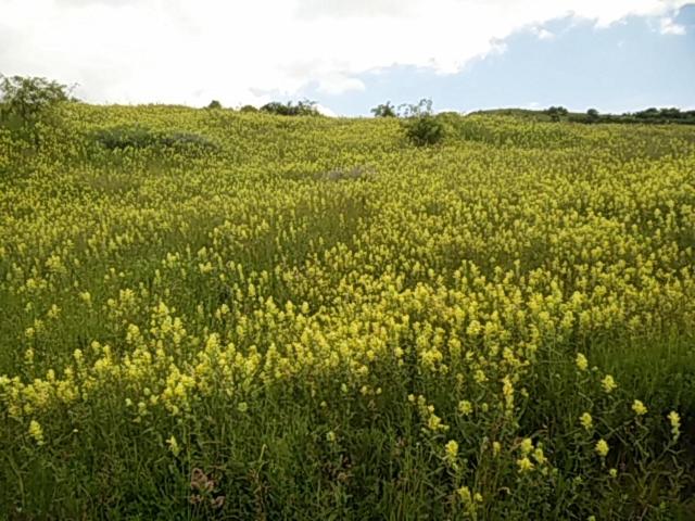 Pensiunea Floare De Colt