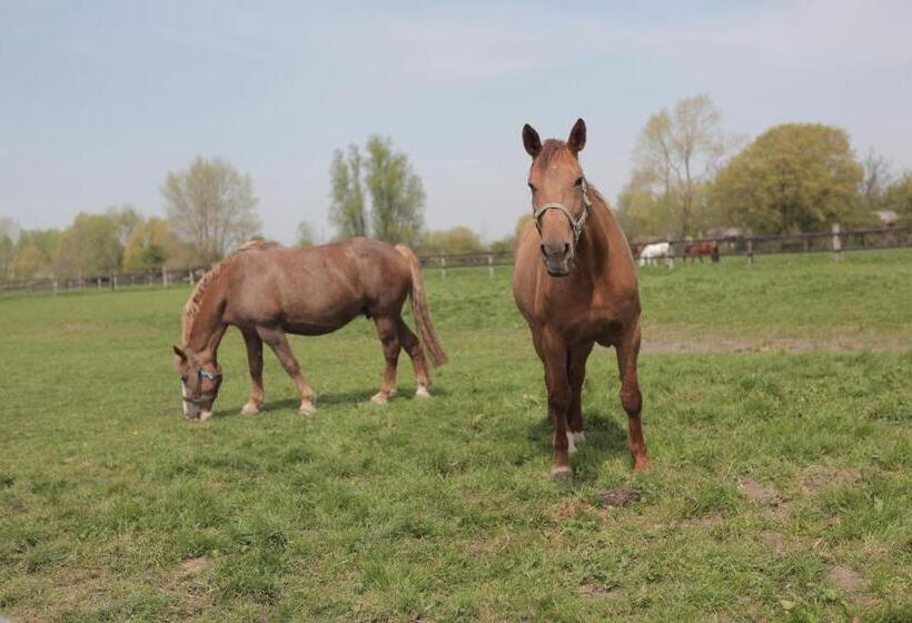 ホテル Gasthof Schraevenacker