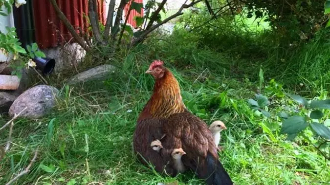 Aamiaismajoitus (B&B) Sjöbacken Gård