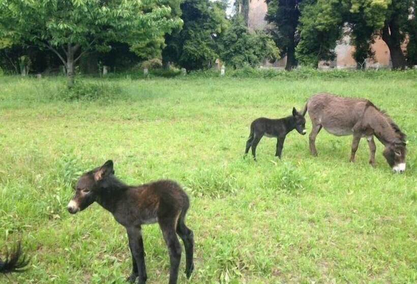 בית מלון כפרי Camping Solcio