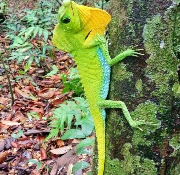 فندق Evergreen Villa  Sinharaja