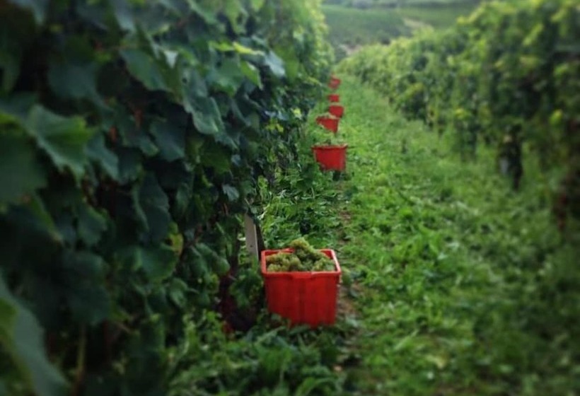 田舎風ホテル Agriturismo Cà Trinchè