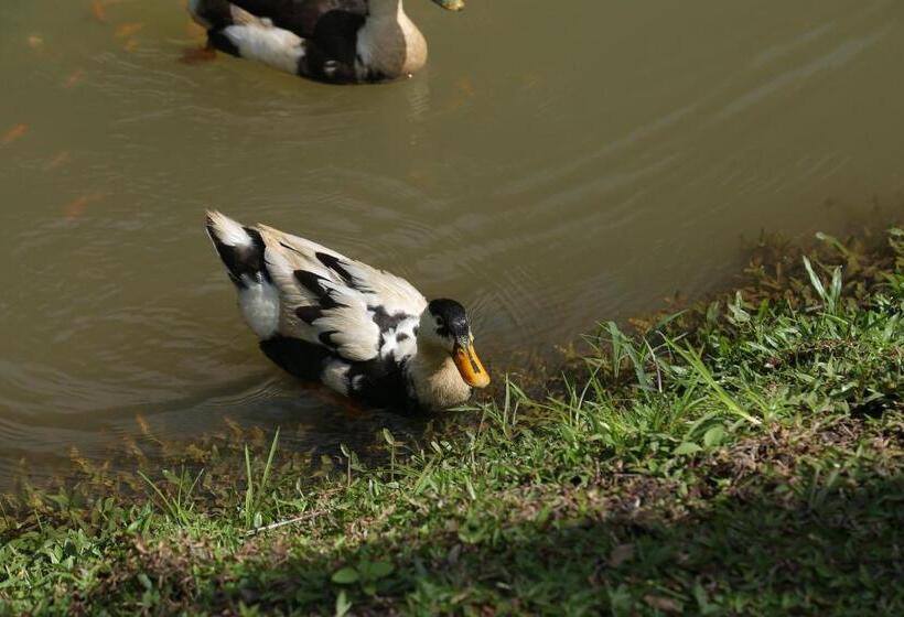 פנסיון Rockbourne Bungalow