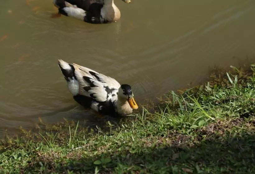 Majatalo Rockbourne Bungalow