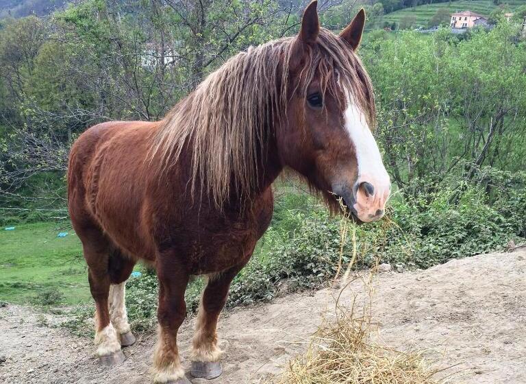 乡村酒店 Agriturismo Dei Legi