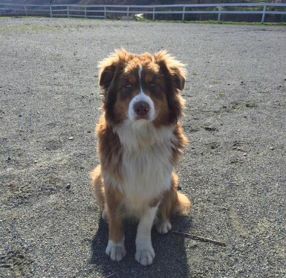 乡村酒店 Agriturismo Dei Legi