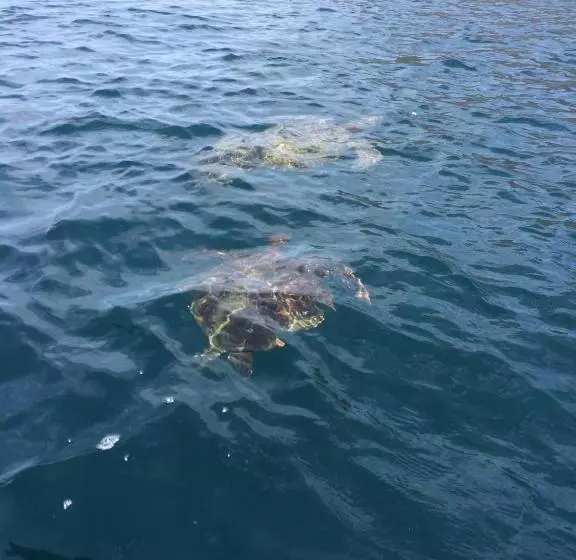 Aamiaismajoitus (B&B) Hosteria Guachapeli